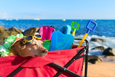 Red beach cart with luggage and funny dog with goggles in front of the seaの写真素材