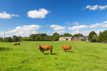 French agriculture landscape with brown Limousine cowsの写真素材