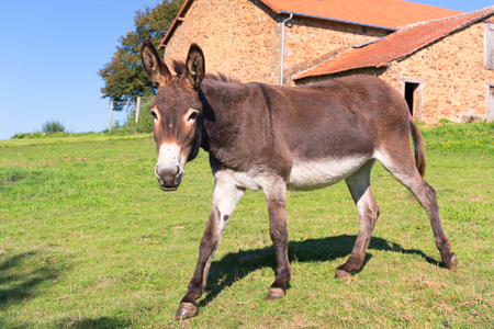 Donkey in meadows in front of the farmの写真素材