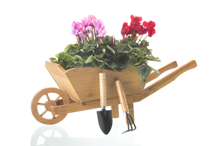 Cyclamen in wheelbarrow isolated over white backgroundの写真素材