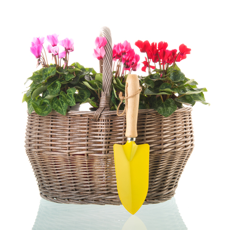 Red and pink Cyclamen in wicker basket isolated over white backgroundの写真素材