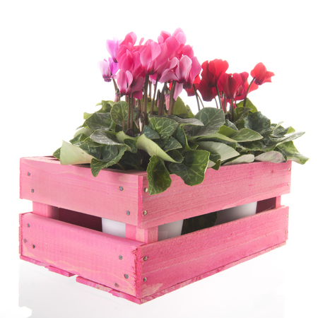 Red and pink Cyclamen in crate isolated over whiteの写真素材