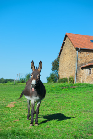 Donkey in meadows in front of the farmの写真素材