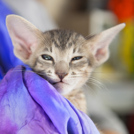 Close up tabby Oriental shorthair kittenの写真素材