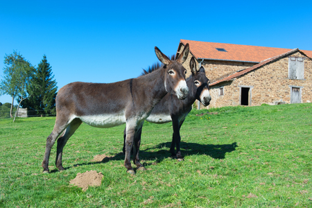 Donkey in meadows in front of the farmの写真素材