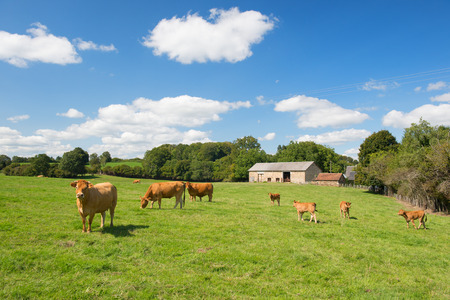 French agriculture landscape with brown Limousine cowsの写真素材