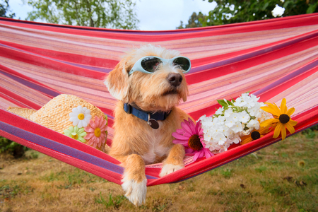 Funny dog on vacation in hammock with sunglasses head,and flowersの写真素材
