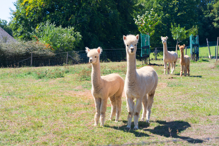 Farm with alpacas in the meadowsの写真素材
