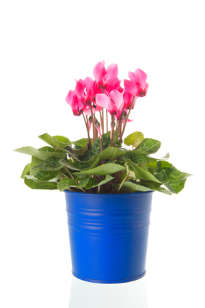 Pink Cyclamen in blue bucket isolated over whiteの写真素材