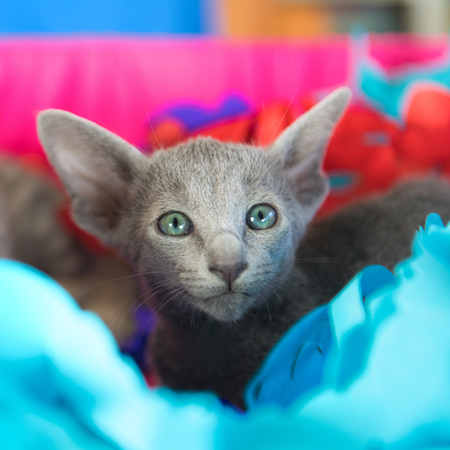 Little birthday kittens in basket with garlandsの写真素材