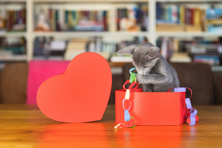 Red Valentine heart with kitten in interiorの写真素材