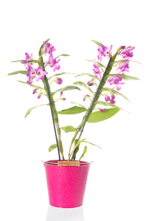 Dendrobium Nobile plant with pink flowers isolated over whiteの写真素材