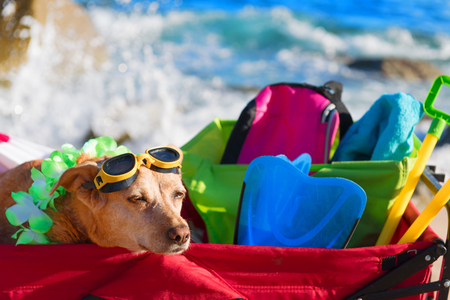 Red beach cart with luggage and funny dog with goggles in front of the seaの写真素材