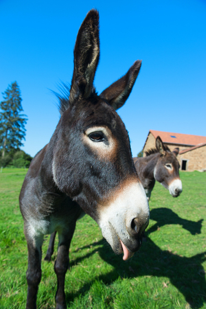 Donkeys in meadows in front of the farmの写真素材