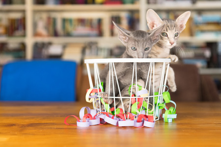 Little birthday kittens in basket with garlandsの写真素材
