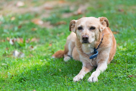 Very old touchingly cross-breed dog laying in the grassの写真素材