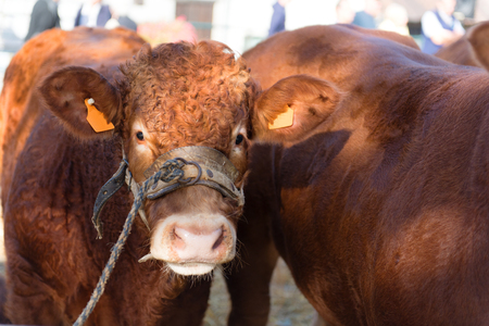 Market in French Limousin with brown Limousine cowsの写真素材