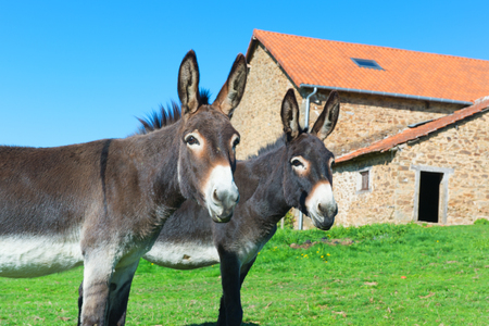 Donkeys in meadows in front of the farmの写真素材