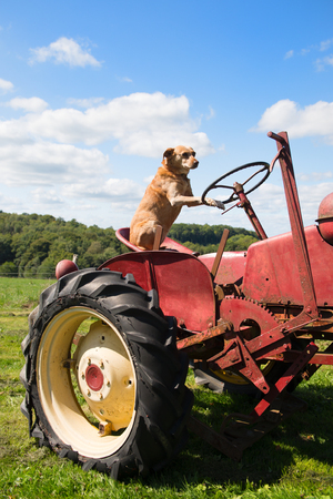 Dog sitting on old rusty vintage red tractor in agriculture landscapeの写真素材
