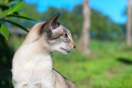 Oriental Shorthair outdoor in garden in sunshineの写真素材