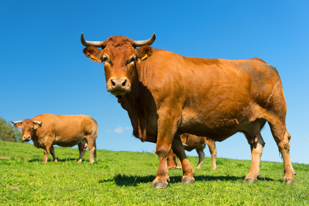 French agriculture landscape with brown Limousine cowsの写真素材