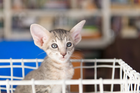 Oriental tabby shorthair cat in interior in basketの写真素材