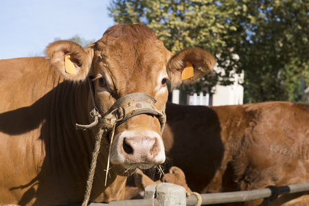 Typical red brown Limousin cows at the marketの写真素材
