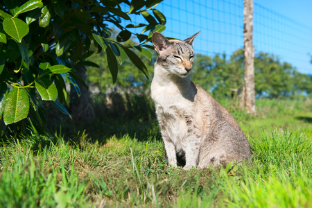 Oriental Shorthair outdoor in garden in sunshineの写真素材