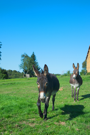 Donkeys in meadows in front of the farmの写真素材