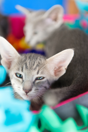 Little birthday kittens in basket with garlandsの写真素材