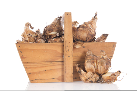 Wooden harvest basket for the garden full with daffodil flower bulbs isolated over whiteの写真素材