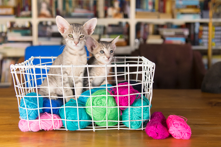 Blue Oriental shorthair kitten in wool basketの写真素材