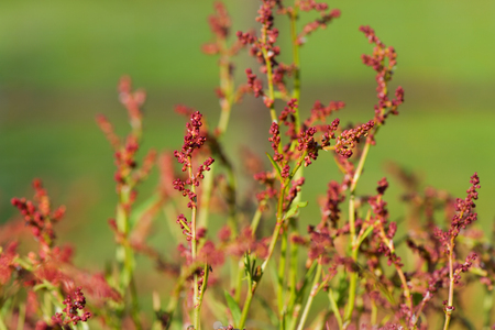 Common sorrel or garden sorrel  blooming in wild enviromentの写真素材