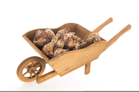 Wheelbarrow full with daffodil flower bulbs isolated over whiteの写真素材