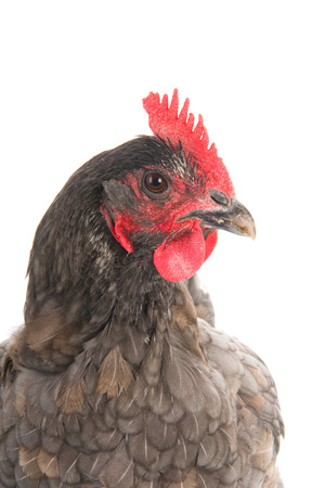 Standing Gray chicken isolated over whiteの写真素材