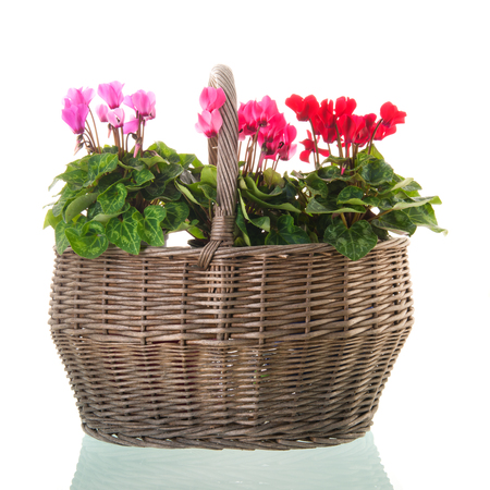 Red and pink Cyclamen in wicker basket isolated over whiteの写真素材