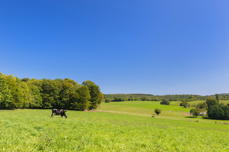 French landscape with black and white cowsの写真素材