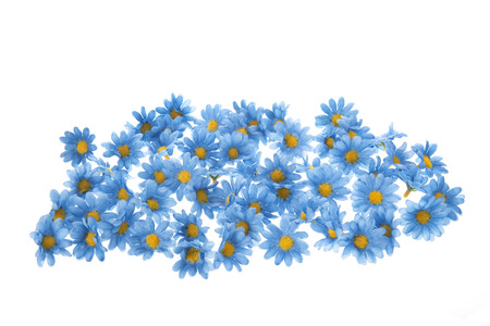Colorful blue summer flowers isolated over whiteの写真素材