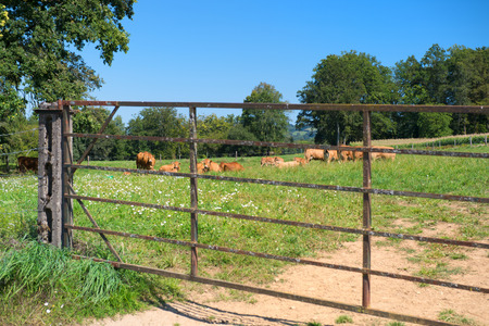 French agriculture landscape with brown Limousine cowsの写真素材