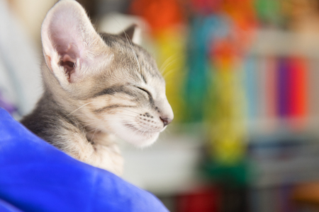 Close up tabby Oriental shorthair kittenの写真素材
