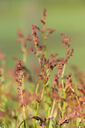 Common sorrel or garden sorrel  blooming in wild enviromentの写真素材