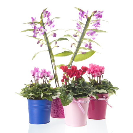 Dendrobium Nobile and Cyclamen plants with pink flowers isolated over whiteの写真素材
