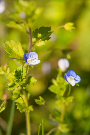 Blooming blue Veronica in natureの写真素材