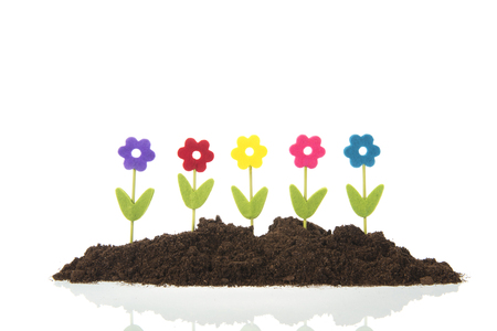 Colorful row flowers in black earth isolated over whiteの写真素材