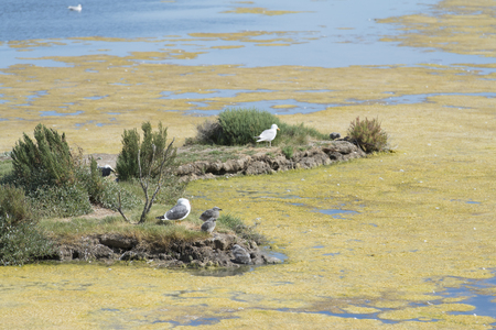 Bird sanctuary La Maison du Fier on island Ile de Reの写真素材