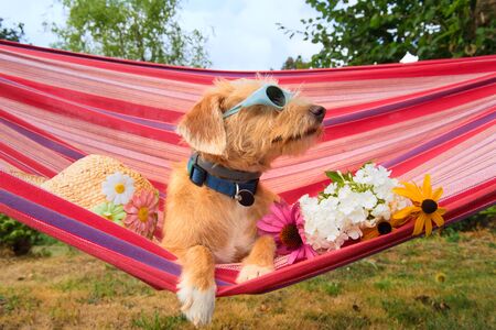 Funny dog on vacation in hammock wearing  sunglasses head,and flowersの写真素材