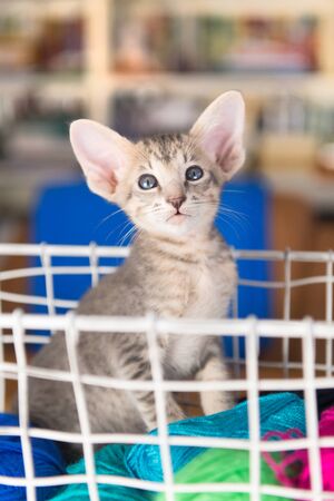 Blue Oriental shorthair kitten in wool basketの写真素材