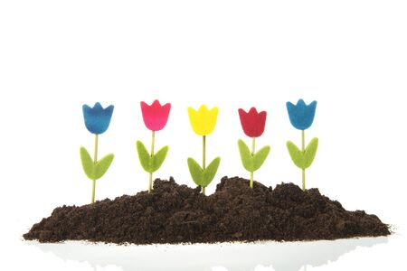 Colorful row tulips in black earth isolated over whiteの写真素材