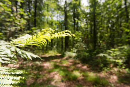 Forest landscape with sunshine and fern leafの写真素材