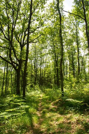 Forest landscape with sunshine and grass under the treesの写真素材